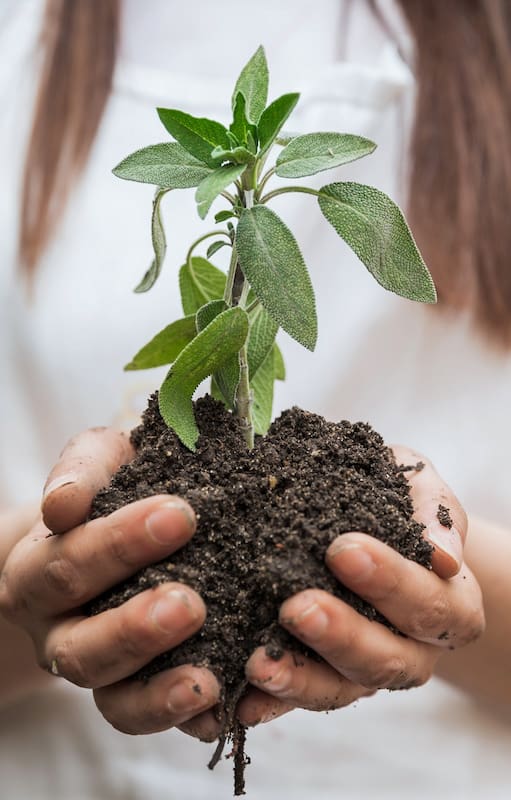 Las fases de la luna tienen influencia en el desarrollo de las plantas