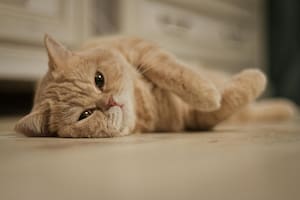 Las feromonas son sustancias químicas que los animales secretan de manera natural para comunicarse entre sí