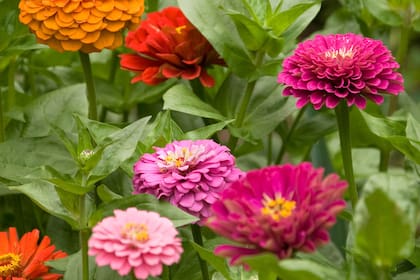 Las flor de papel (Zinnia elegans) vuelve a tomar protagonismo