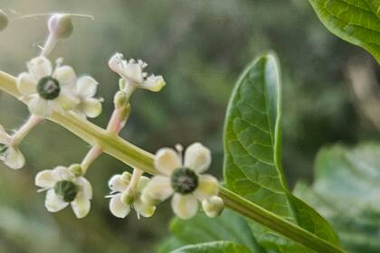 Las florcitas dan lugar a una bayas muy llamativas, y muy venenosas