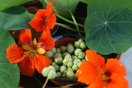 Las flores, a la ensalada, y los frutos verdes, en conserva para reemplazar a las alcaparras: algunos de los muchos usos gastronómicos del taco de reina.