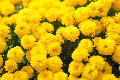 Las flores amarillas se regalan cada 21 de marzo