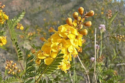 Las flores amarillas y solitarias de las jarillas aparecen entre octubre y noviembre