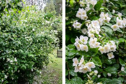 Las flores blancas del Philadelphus coronarius tienen un aroma que recuerda el azahar.