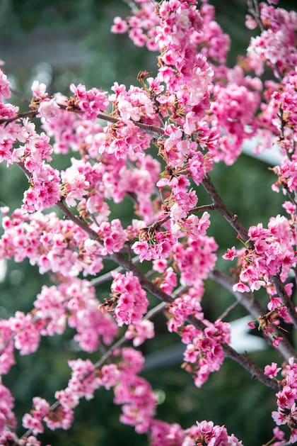 Las flores caen antes de marchitarse