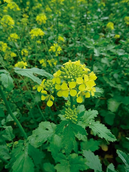 Las flores características de la mostaza, donde luego obtendremos los frutos