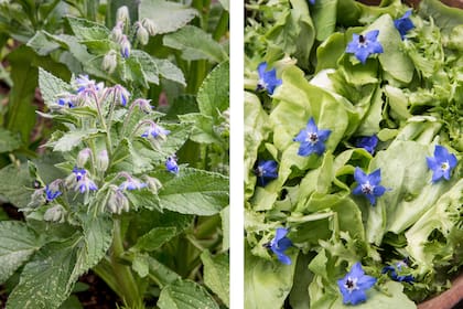Las flores de borraja (foto de la izquierda) son conocidas por ser atractivas y se utilizan a menudo en la cocina como adorno en ensaladas, sopas y platos diversos. En la foto de la derecha aparecen las flores en ensaladas.
