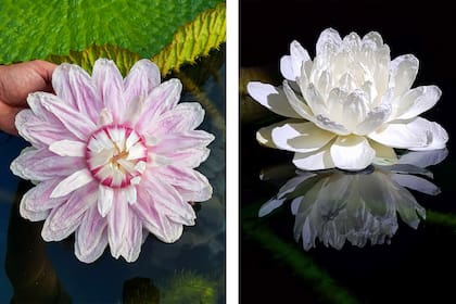 Las flores de irupé duran sólo dos noches: son blancas en su primera noche y rosadas en la segunda
