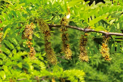 Las flores de la acacia negra aparecen agrupadas en racimos y preceden a la formación de las vainas