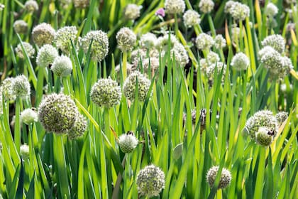 Las flores de la cebolla, allium cepa, emergen sobre tallos esbeltos y erguidos y son un verdadero festín visual