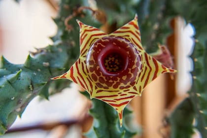 Las flores de la huernia imitan el olor a carne en desomposición para atraer polinizadores, principalmente moscas