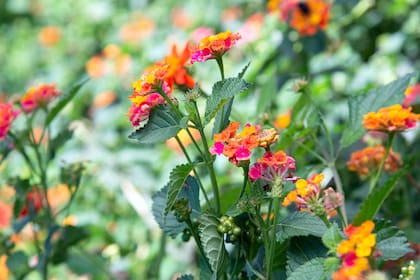 Las flores de la Lantana camara se agrupan en racimos terminales o axilares compuestos por numerosas flores pequeñas, tubulares y fragantes