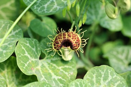 Las flores de las aristolochias son tubulares y con pelos que sirven como trampa a las moscas y otros insectos