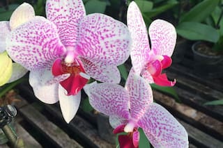 El sistema de las orquídeas