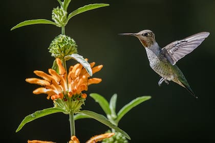 Las flores de las plantas nativas atraen a los colibríes (Foto: Freepik)