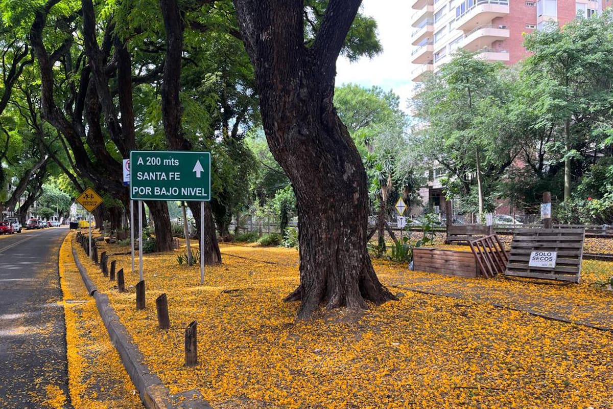 Las flores de las tipas que se cayeron de los árboles invaden el suelo durante diciembre