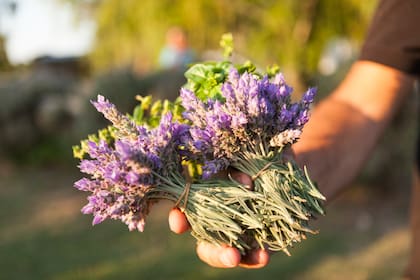 Las flores de lavanda que Sébastien recolecta para decorar su restaurante.