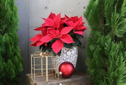 Las flores de Nochebuena, naturales o artificiales, se venden en todo el mundo como un clásico adorno de Navidad (web/uag.mx)