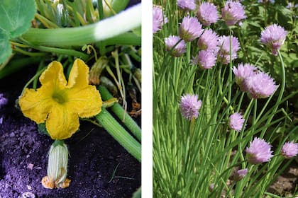 Las flores de zucchini son muy valoradas en la gastronomía gourmet. Las flores de ciboulette tienen un delicado sabor que es más intenso apenas se cosechan de la planta