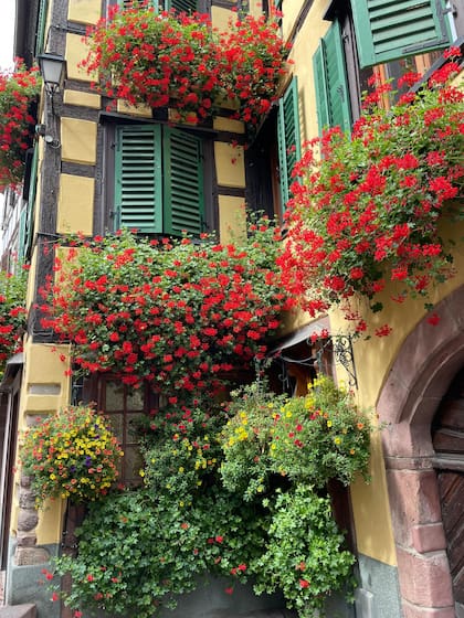 Las flores del malvón, de vivos colores, van desde el blanco hasta el rojo intenso