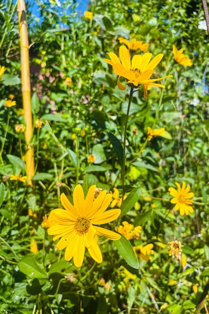 Las flores del topinambur son muy similares a las del girasol