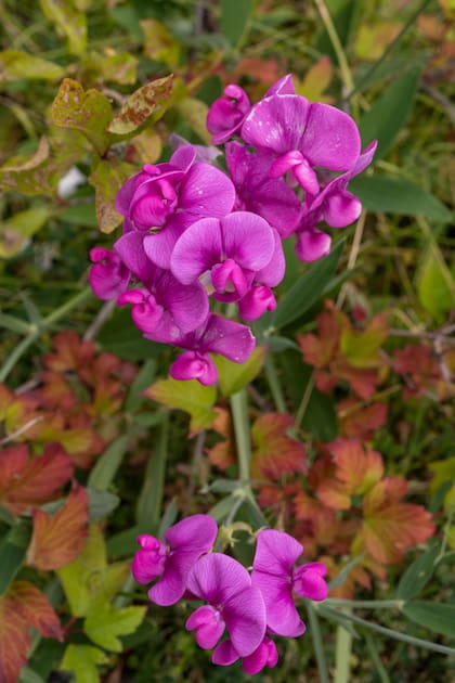 Las flores eran la pasión de Elsi Quinteros, la impulsora del Jardín.