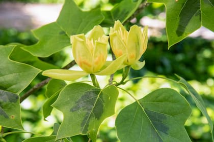 Las flores escenográficas de Liriodendron tulipifera aureo marginata