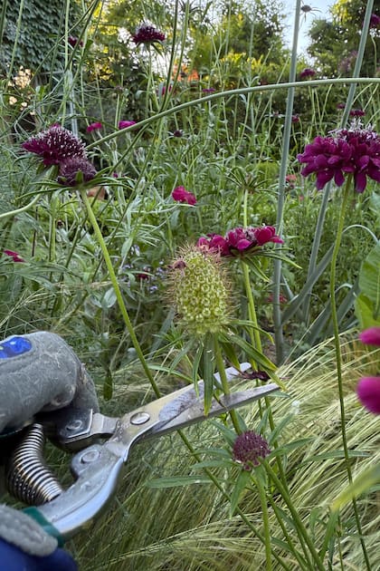 Las flores marchitas no son necesariamente el final del espectáculo: retirarlas a tiempo puede estimular una nueva floración