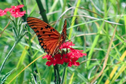 Las flores nativas actúan como un imán para una variedad de polinizadores, como abejas, mariposas, aves y otros insectos benéficos