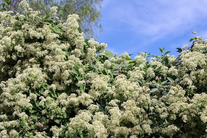 Las flores perfumadas de la Mikania cordifolia.