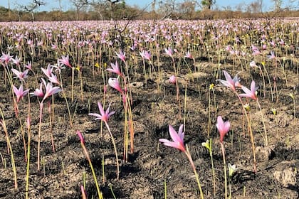 Las flores que brotaron entre las cenizas en la zona de los Esteros del Iberá, en Corrientes