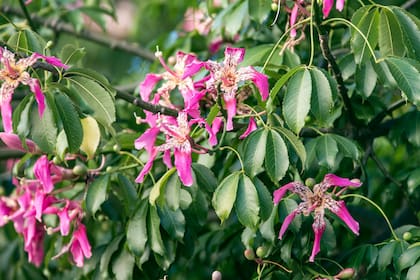 Las flores rosadas de la Ceiba speciosa o palo borracho atraen a una gran diversidad de visitantes alados