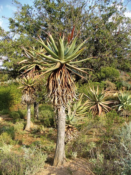 Las flores se presentan en forma de candelabro. Por lo general, hay entre cinco y ocho ramas, cada una con una cabeza en forma de espiga con muchas flores, de color variable, de amarillo anaranjado a rojo brillante (la cara interna de los pétalos, con puntas blancas).