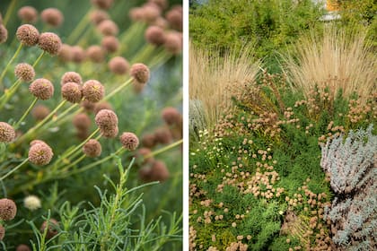 Las flores secas son una oportunidad decorativa en los jardines naturalistas