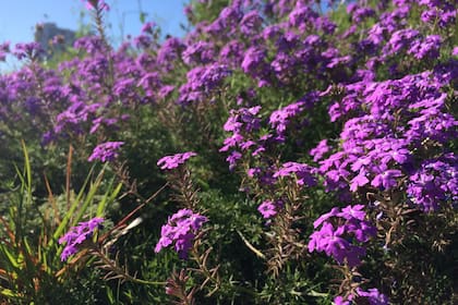 Las flores silvestres abundan en el estado de Texas y sus ciudades