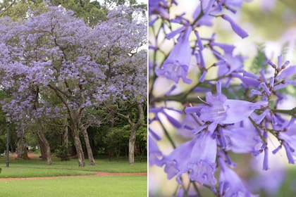 Las flores violetas del jacarandá lucen no solo en la copa sino también cuando tapizan las veredas.
