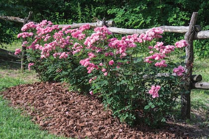 Las floribundas y arbustivas deberían bajarse a solo 1/3 de la altura existente