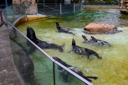 Las focas están entre los animales cuya alimentación es más costosa.