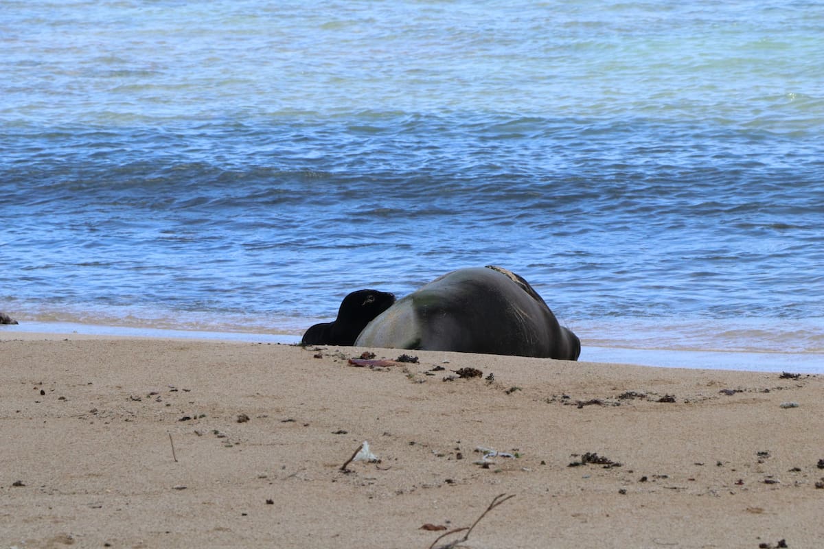 Las focas serán protegidas durante el período de lactancia de la cría que es de entre cinco y siete semanas