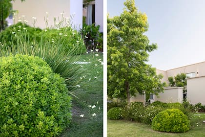 Las formas geométricas estructuran una parte del jardín
