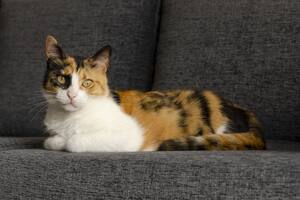Las formas recomendadas por expertos para cuidar la salud mental de tu gato