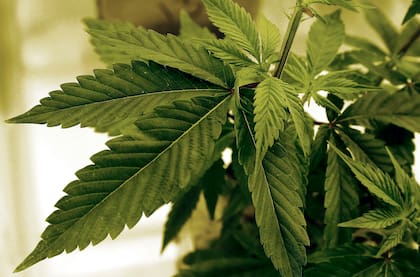 Las formulaciones de cannabis utilizadas fueron provistas por la empresa pública jujeña Cannava SE