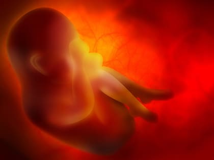 Las fositas preauriculares están relacionadas con el desarrollo del cuerpo humano.