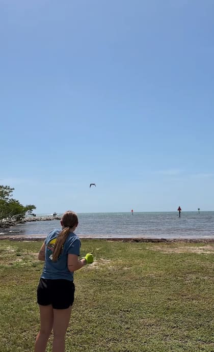 Las fragatas pasan gran parte de su vida volando sobre el océano (Captura: Instagram @keepthemflying)