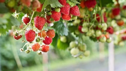 Las fresas aportan varias vitaminas
Foto: iStock