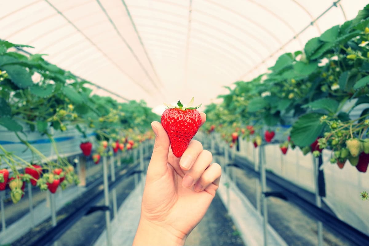 Las fresas podrían convertirse en un lujo en Estados Unidos por las malas condiciones de los cultivos