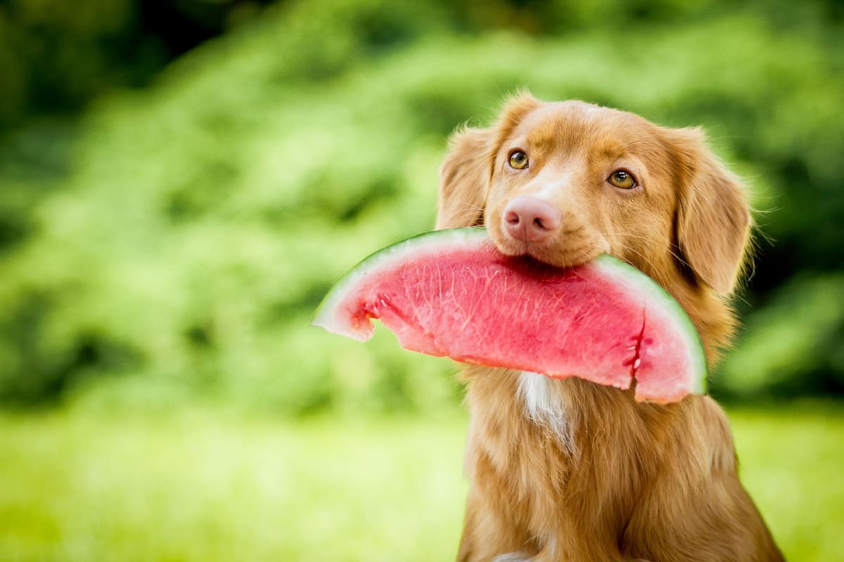 Las frutas complementan la dieta de los perros y les ofrecen nutrientes esenciales y antioxidantes
