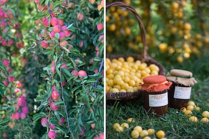 Las frutas se convierten en dulces y chutneys o vinagres saborizados.