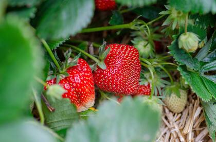 Las frutillas ayudan a mantener niveles saludables de presión arterial
