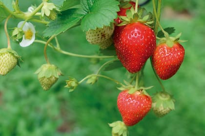 .Las frutillas comienzan su proceso de deterioro una vez que son recolectadas